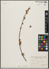 Foto von Salix acmophylla Boiss.